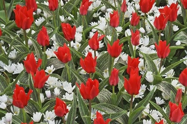 Netherlands, Lisse. Close-up of tulips and other flowers in Keukenhof Gardens