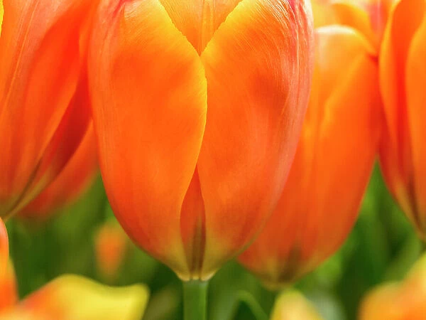Netherlands, Lisse. Closeup of bright orange tulip flower