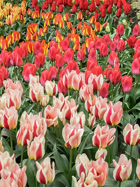 Netherlands, Lisse. Closeup of flower displays at Keukenhof Gardens