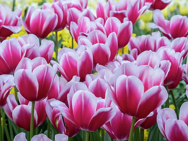 Netherlands, Lisse. Closeup of a group of pink and white colored tulips