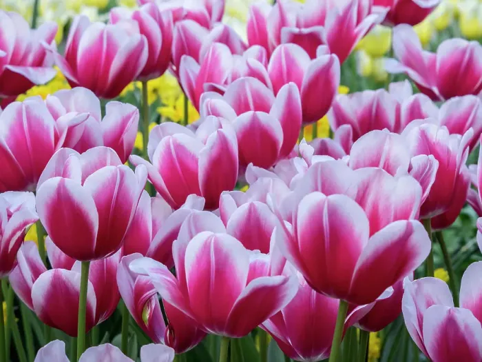 Framed Print : Netherlands, Lisse. Closeup of a group of pink and white colored tulips Framed Print : Netherlands, Lisse. Closeup of a group of pink and white colored tulips