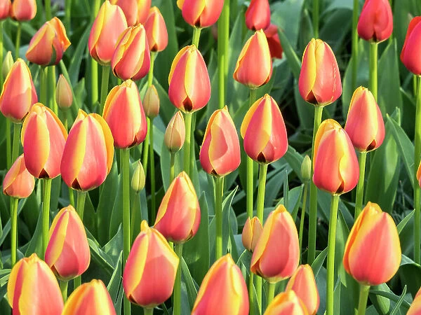 Netherlands, Lisse. Closeup of a group of yellow and orange colored tulips