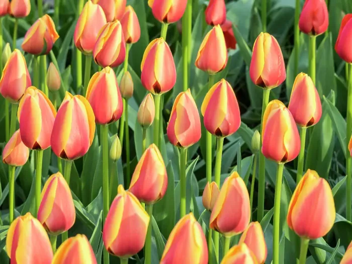 Framed Print : Netherlands, Lisse. Closeup of a group of yellow and orange colored tulips Framed Print : Netherlands, Lisse. Closeup of a group of yellow and orange colored tulips