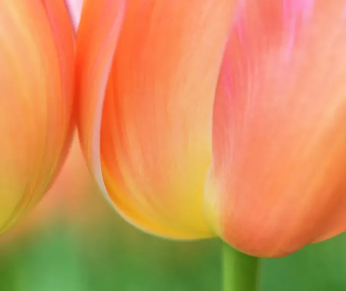 Framed Print : Netherlands, Lisse. Closeup of orange tulips