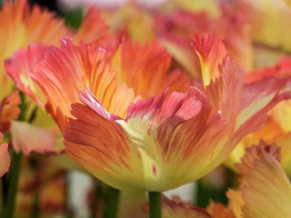 Netherlands, Lisse. Closeup of orange variegated tulip flower