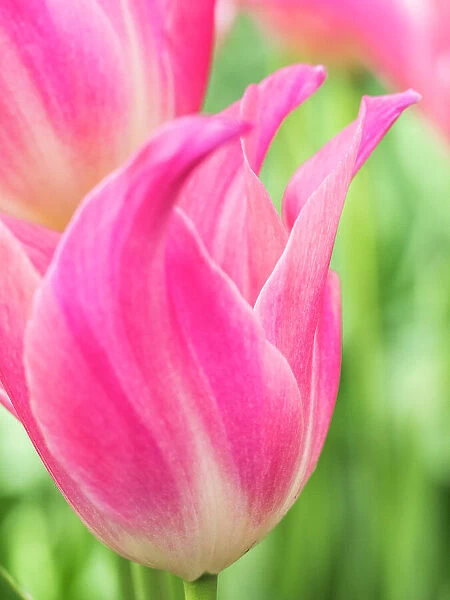 Netherlands, Lisse. Closeup of pink tulip flower