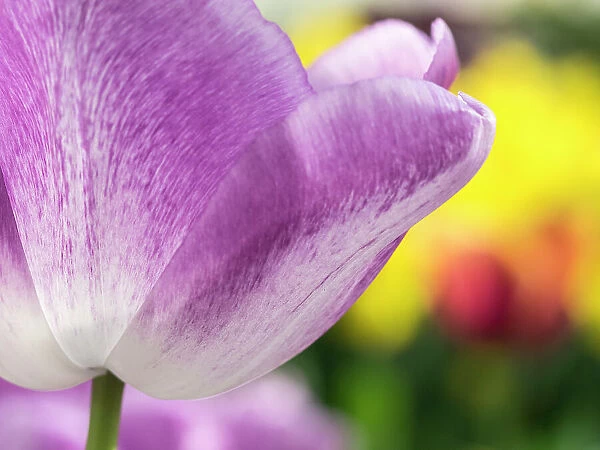 Netherlands, Lisse. Closeup of purple tulip flower