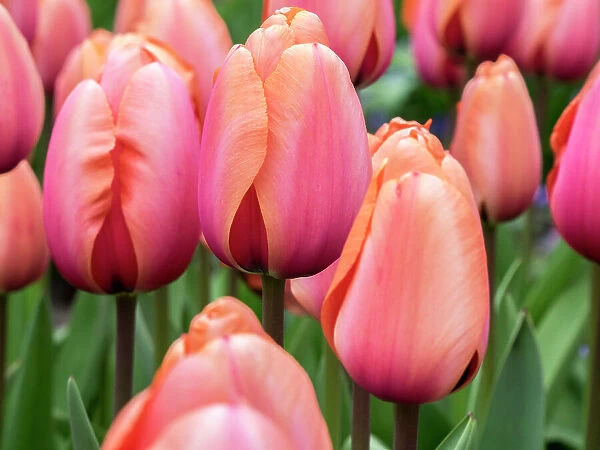 Netherlands, Lisse. Closeup of soft pink and peach colored tulips in a garden
