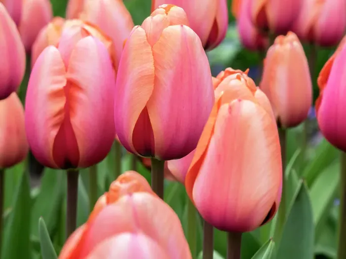 Framed Print : Netherlands, Lisse. Closeup of soft pink and peach colored tulips in a garden Framed Print : Netherlands, Lisse. Closeup of soft pink and peach colored tulips in a garden