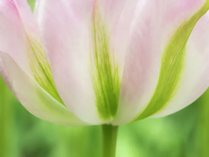 Framed Print : Netherlands, Lisse. Closeup of a soft pink tulip with green streaks Framed Print : Netherlands, Lisse. Closeup of a soft pink tulip with green streaks