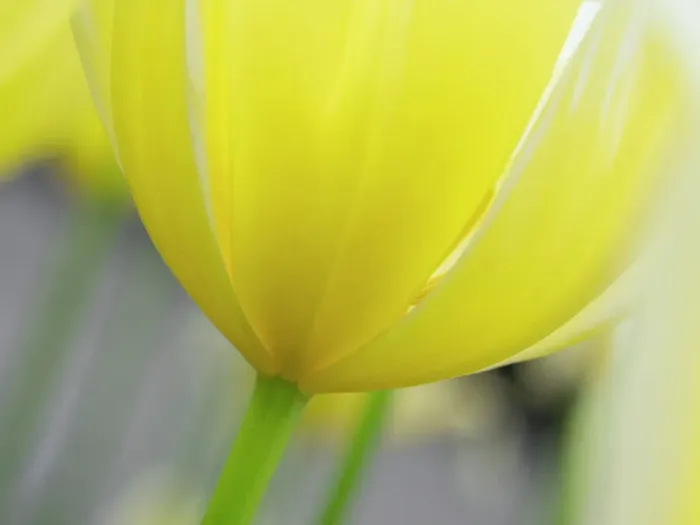 Framed Print : Netherlands, Lisse. Closeup of the underside of a yellow tulip Framed Print : Netherlands, Lisse. Closeup of the underside of a yellow tulip