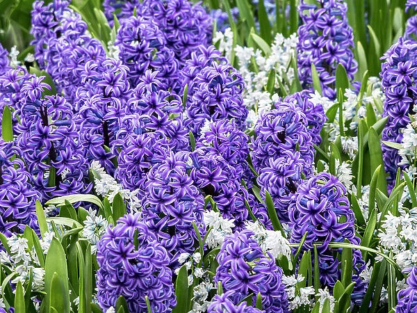 Netherlands, Lisse. Display of purple hyacinths in a garden