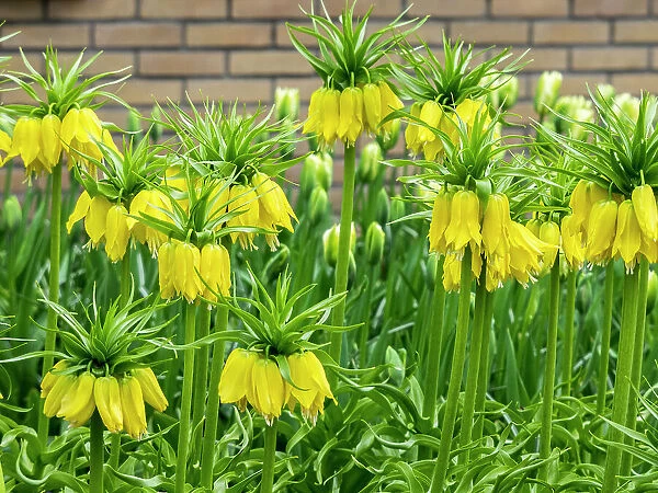 Netherlands, Lisse. Display of yellow Fritillaria Lutea Maxima in a garden