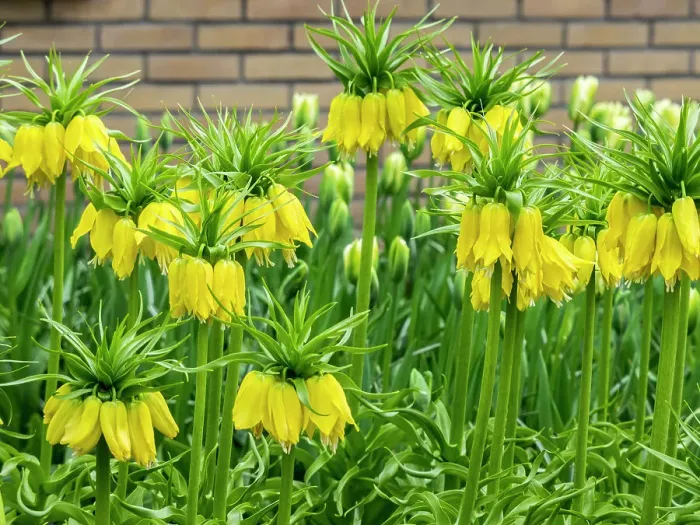 Framed Print : Netherlands, Lisse. Display of yellow Fritillaria Lutea Maxima in a garden Framed Print : Netherlands, Lisse. Display of yellow Fritillaria Lutea Maxima in a garden