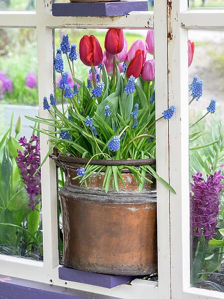Netherlands, Lisse. Flower display of tulips and grape hyacinths in a pot