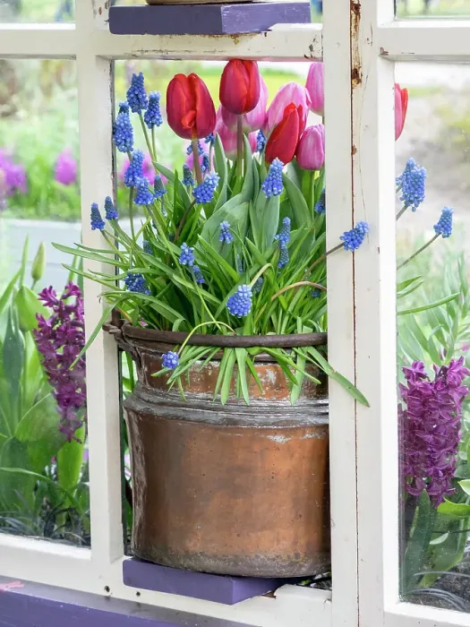 Framed Print : Netherlands, Lisse. Flower display of tulips and grape hyacinths in a pot Framed Print : Netherlands, Lisse. Flower display of tulips and grape hyacinths in a pot