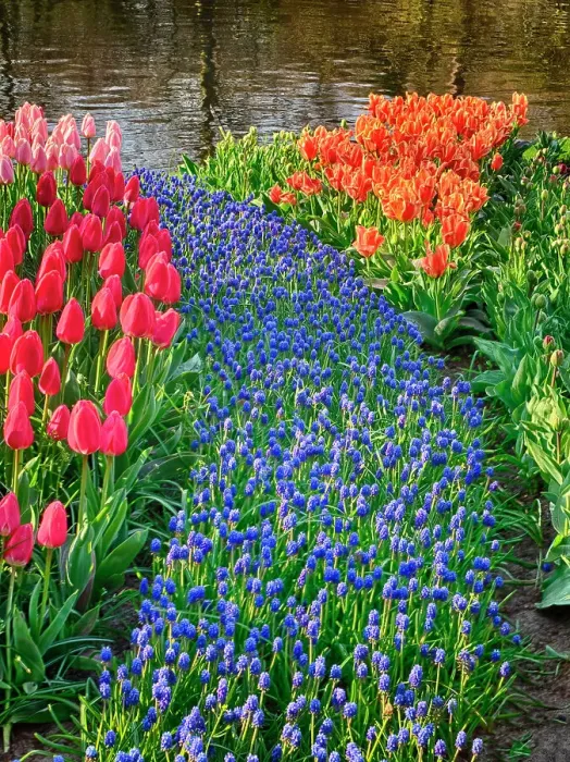 Framed Print : Netherlands, Lisse. Flower displays at Keukenhof Gardens