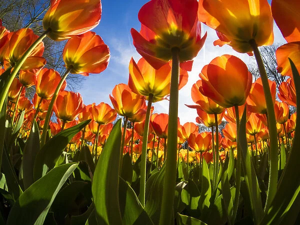 Netherlands, Lisse. Flowering colorful tulips