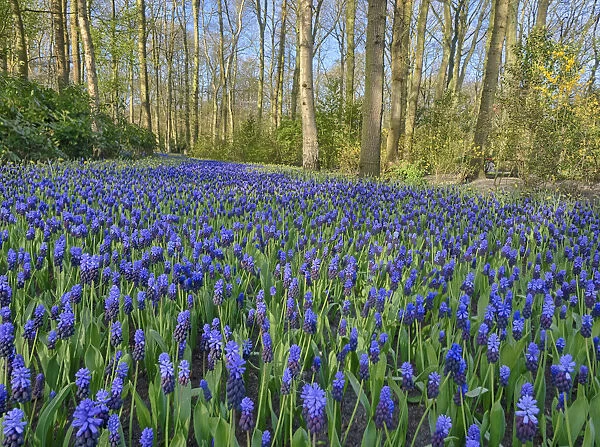 Netherlands, Lisse. Forest and flowers in the Keukenhof Gardens