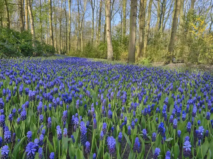 Framed Print : Netherlands, Lisse. Forest and flowers in the Keukenhof Gardens Framed Print : Netherlands, Lisse. Forest and flowers in the Keukenhof Gardens