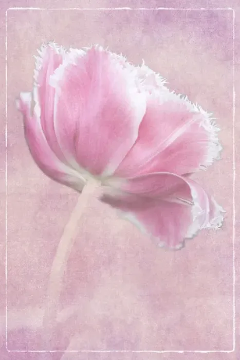 Framed Print : Netherlands, Lisse, Keukenhof Gardens, Pink Tulip, Digitally Altered Framed Print : Netherlands, Lisse, Keukenhof Gardens, Pink Tulip, Digitally Altered
