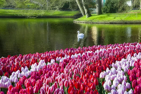 Netherlands, Lisse, Keukenhof Gardens, Swan Swimming