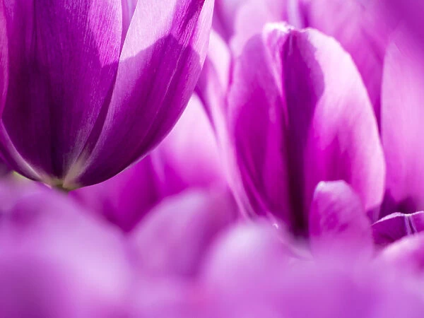 Netherlands, Lisse. Keukenhof Gardens, macro image of tulips
