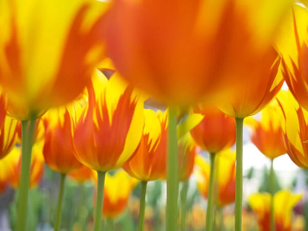 Netherlands, Lisse. Keukenhof Gardens, macro image of tulips