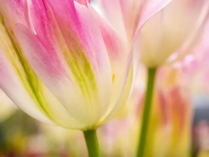 Framed Print : Netherlands, Lisse. Keukenhof Gardens, macro image of tulips