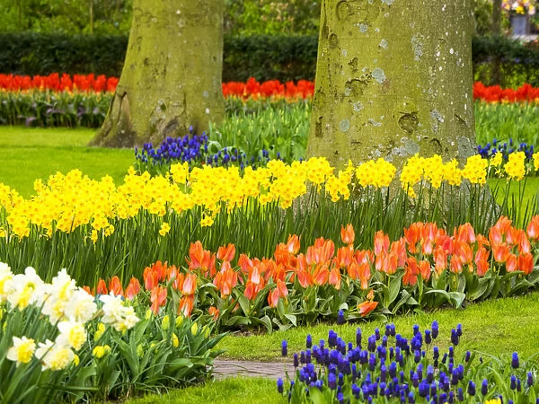 Netherlands, Lisse. Multicolored flowers blooming in spring