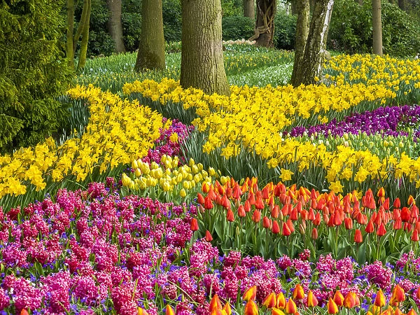 Netherlands, Lisse. Multicolored flowers blooming in spring