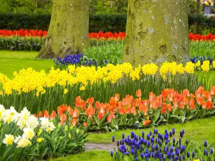 Framed Print : Netherlands, Lisse. Multicolored flowers blooming in spring Framed Print : Netherlands, Lisse. Multicolored flowers blooming in spring