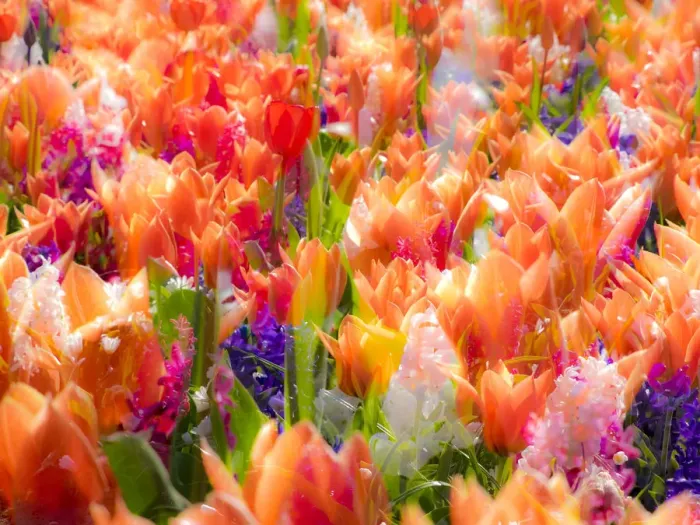 Framed Print : Netherlands, Lisse. Multicolored flowers blooming in spring Framed Print : Netherlands, Lisse. Multicolored flowers blooming in spring