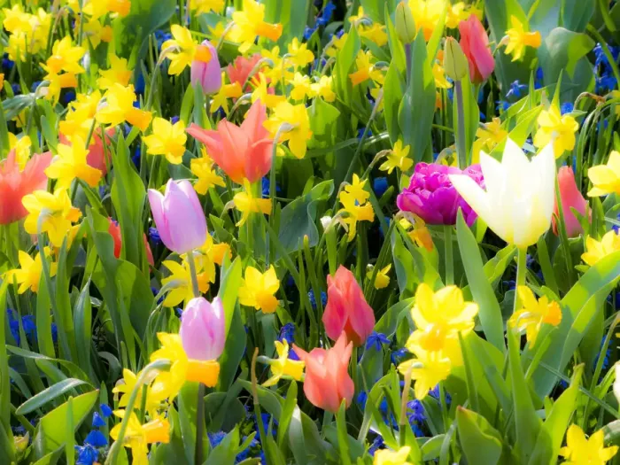Framed Print : Netherlands, Lisse. Multicolored flowers blooming in spring Framed Print : Netherlands, Lisse. Multicolored flowers blooming in spring
