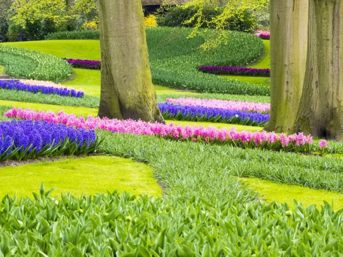 Framed Print : Netherlands, Lisse. Multicolored flowers blooming in spring Framed Print : Netherlands, Lisse. Multicolored flowers blooming in spring