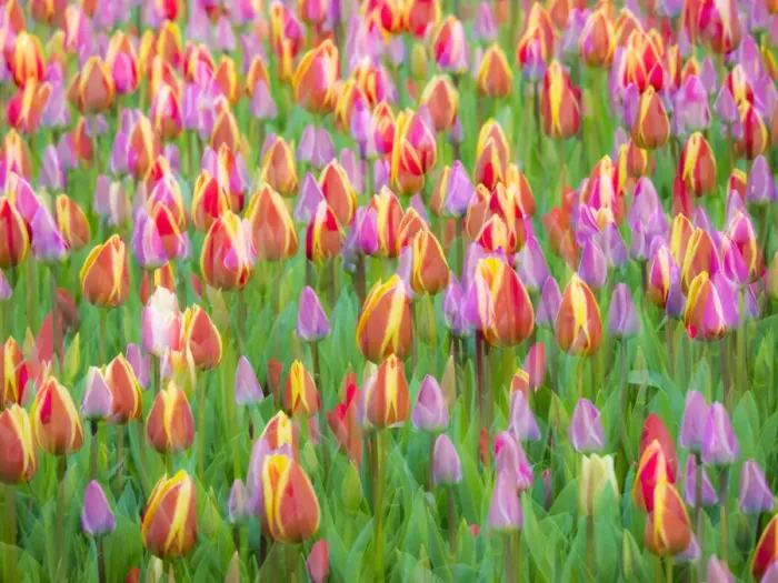Framed Print : Netherlands, Lisse. Multicolored flowers blooming in spring Framed Print : Netherlands, Lisse. Multicolored flowers blooming in spring