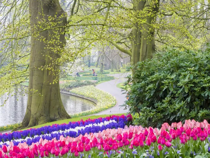 Framed Print : Netherlands, Lisse. Multicolored flowers blooming in spring Framed Print : Netherlands, Lisse. Multicolored flowers blooming in spring