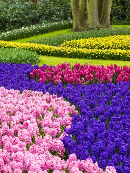 Framed Print : Netherlands, Lisse. Multicolored flowers blooming in spring Framed Print : Netherlands, Lisse. Multicolored flowers blooming in spring