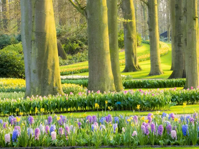Framed Print : Netherlands, Lisse. Multicolored flowers blooming in spring Framed Print : Netherlands, Lisse. Multicolored flowers blooming in spring