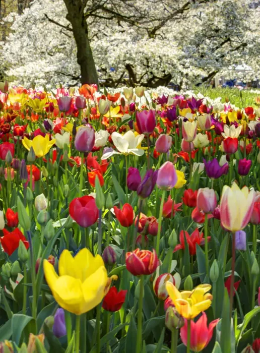 Framed Print : Netherlands, Lisse. Multicolored flowers blooming in spring Framed Print : Netherlands, Lisse. Multicolored flowers blooming in spring
