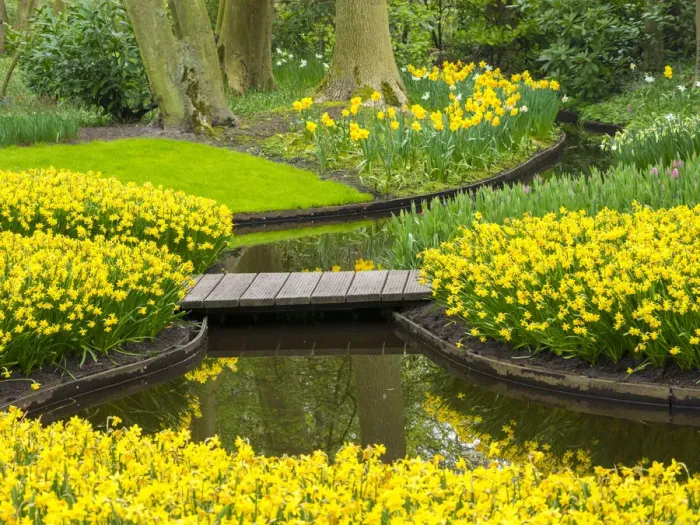 Framed Print : Netherlands, Lisse. Multicolored flowers in spring Framed Print : Netherlands, Lisse. Multicolored flowers in spring
