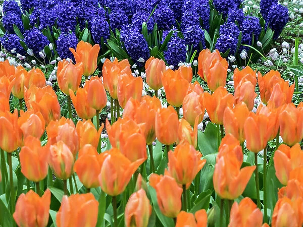 Netherlands, Lisse. Orange tulips and dark blue hyacinths in a garden