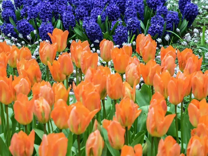 Framed Print : Netherlands, Lisse. Orange tulips and dark blue hyacinths in a garden Framed Print : Netherlands, Lisse. Orange tulips and dark blue hyacinths in a garden