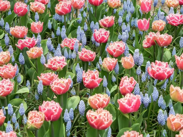 Framed Print : Netherlands, Lisse. Pink parrot tulip and grape hyacinths display in a garden Framed Print : Netherlands, Lisse. Pink parrot tulip and grape hyacinths display in a garden