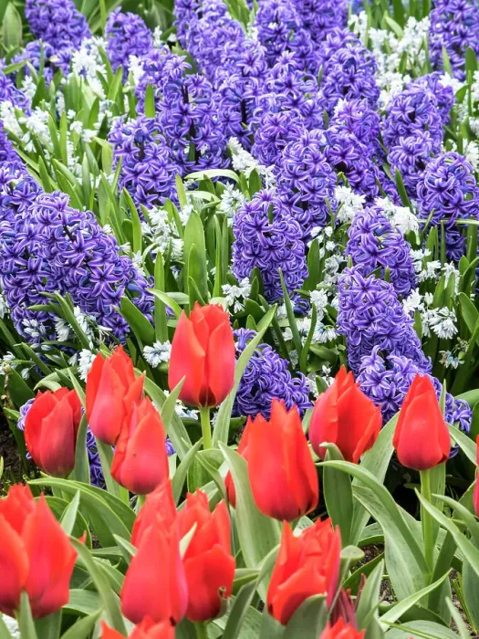 Framed Print : Netherlands, Lisse. Purple hyacinths and red tulips in a garden