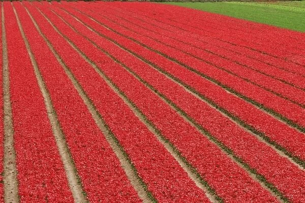 Netherlands, Lisse. Red tulips being grown on flower farm
