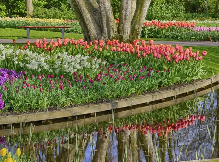 Framed Print : Netherlands, Lisse. Spring flowers reflecting in to the pond Framed Print : Netherlands, Lisse. Spring flowers reflecting in to the pond