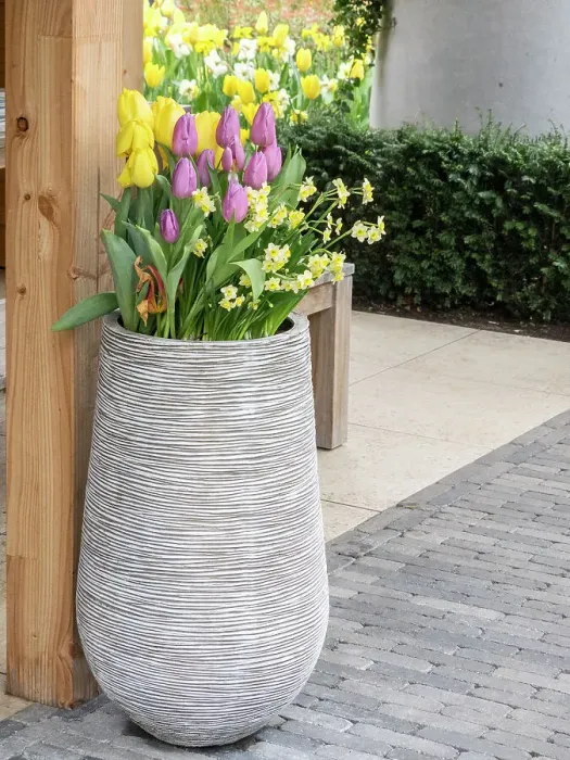 Framed Print : Netherlands, Lisse. Tall flower pot with yellow tulips and narcissus Framed Print : Netherlands, Lisse. Tall flower pot with yellow tulips and narcissus