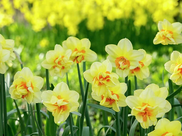 Netherlands, Lisse. A variety of yellow and orange double daffodils (Narcissus hybrids)