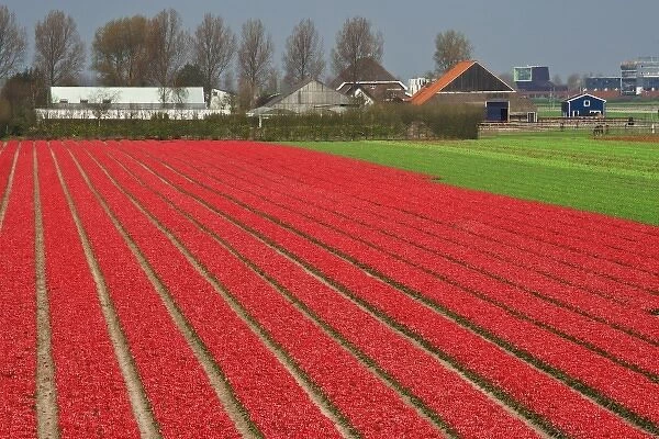 Netherlands, Lisse. View of tulip farm with field of flowers